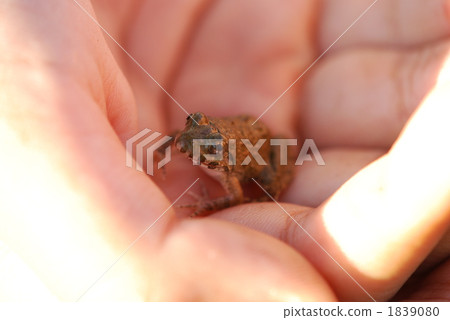 Small life Small life 1839080