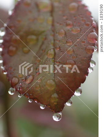 玫瑰葉 水滴 露滴 1839190