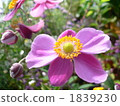 Shiki Iku 1839230