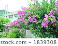 Bougainvillea 1839308