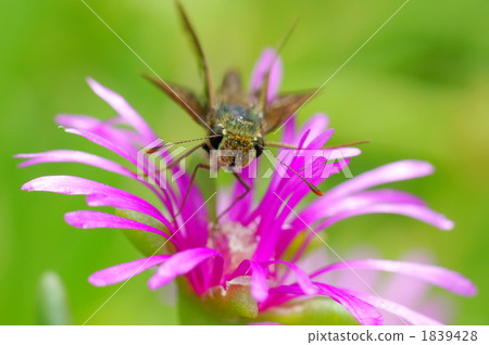 Ichimon dieselis 1839428