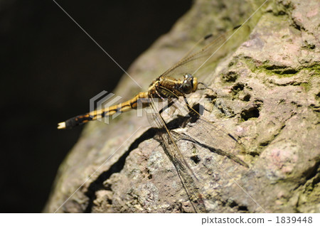 裁剪標記 1839448