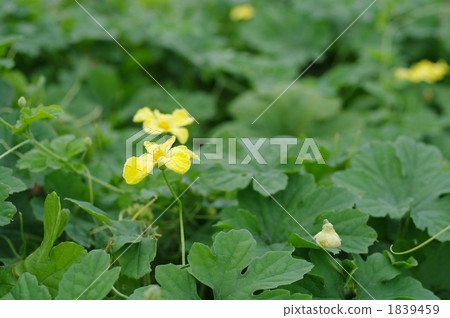 植物花 植物花 1839459