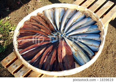 Sanma Millin幹 Sanma Millin幹 1839619