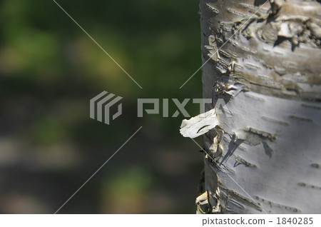 White birch bark 1840285