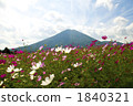 大波斯菊田地 花園 大波斯菊 1840321
