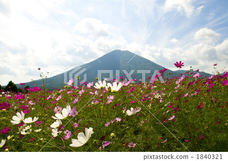 大波斯菊田地 花園 大波斯菊 1840321