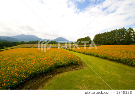 flower garden, flower field, kirishima 1840328
