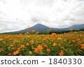 花園 霧島 大波斯菊田地 1840330