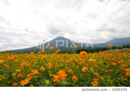 花園 霧島 大波斯菊田地 1840330