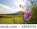大波斯菊 風景 生駒高原 1840334