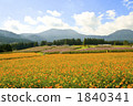 花園 大波斯菊田地 大波斯菊 1840341