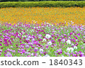 大波斯菊田地 花園 大波斯菊 1840343