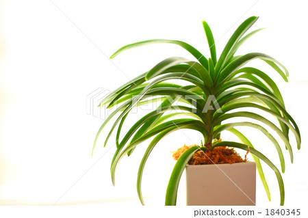 室內盆栽 觀葉植物 植物 1840345
