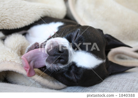 Sleepy Sleepy 1840388