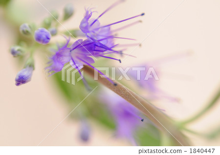  哈娜哈納尤 1840447