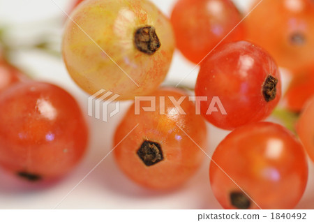 花Ichinobori無核小葡萄乾 1840492