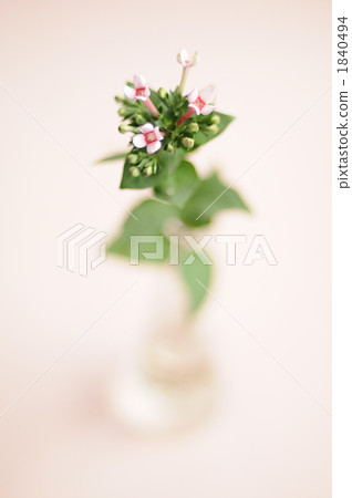 哈娜哈納尤 哈娜哈納尤 1840494