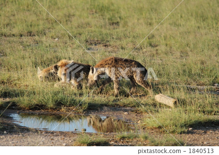 野生butterwiener 1840513