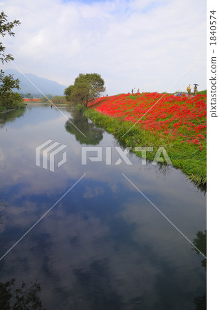 彼岸花 石蒜 曼珠沙華 1840574