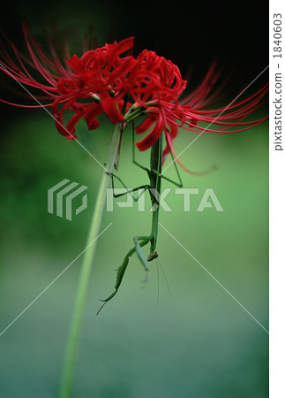 Higanbana和Mantis 1840603