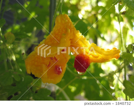 Rature Goya爆炸! Rature Goya爆炸! 1840732