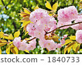 雙櫻花 1840733
