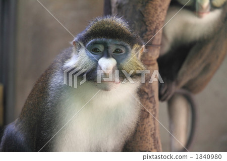 schmitt guenon, terrestrial animal, monkey 1840980