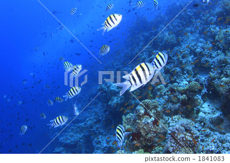 Resort image diving 1841083