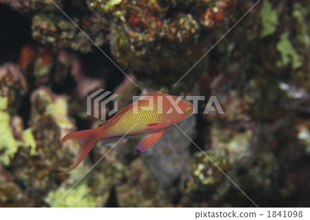 Goldfish Hanadai in the Red Sea 1841098