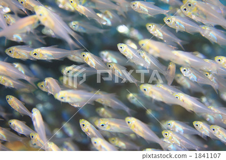 Image of a group of sky-red dogs shining bright sparkling fish school Image of a group of sky-red dogs shining bright sparkling fish school 1841107