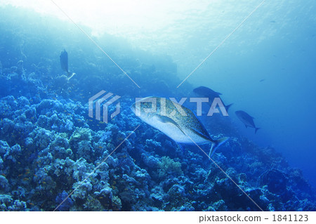 Kasumiji of the Red Sea Kasumiji of the Red Sea 1841123