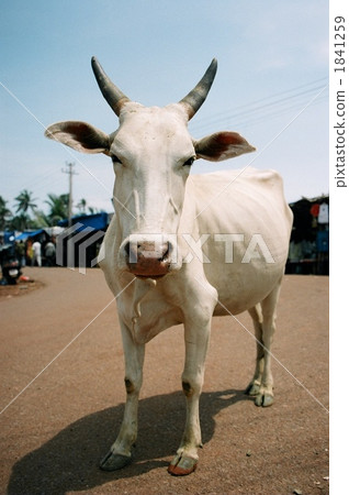 奶牛 動物 印度 1841259