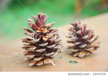 pinecone, botanic, botanical 1841419