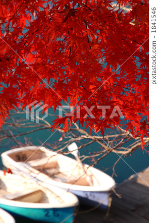 Fall of Goshikinuma (Momiji and boat) 1841546