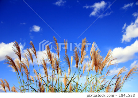 Aozora和鈴木 1841588