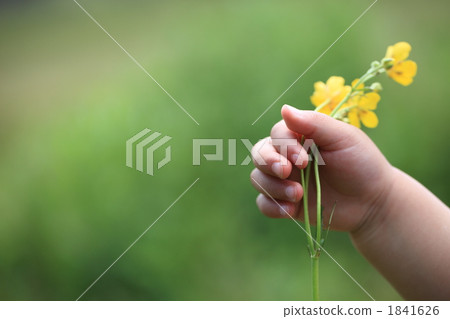 Yellow flower 1841626