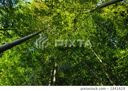 edible bamboo, bamboo, botanic 1841629