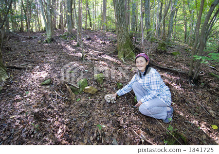 harvesting, shimeji mushroom, discovery 1841725