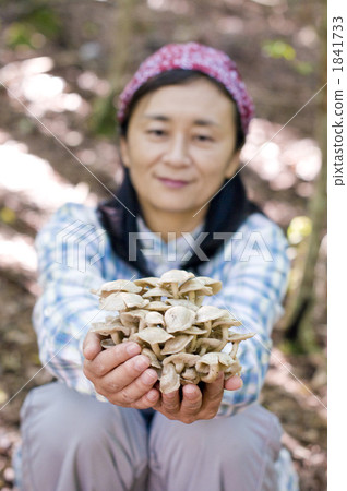 shimeji mushroom, harvesting, mushroom picking 1841733
