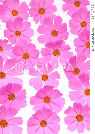 Cosmos flowers 1841738