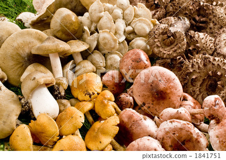 菌絲類型 食品 原料 1841751