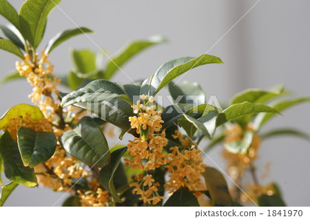 Branches and flowers in full bloom Branches and flowers in full bloom 1841970