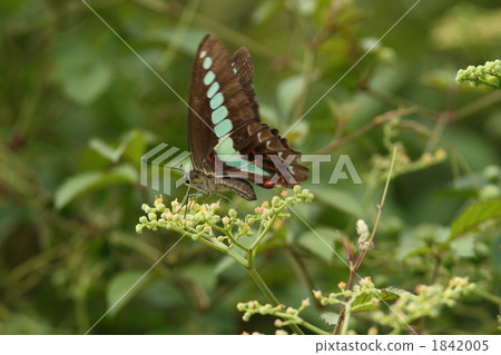 收穫在圓白菜的Aosujihaja 1842005