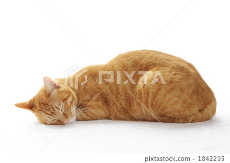 Sleeping cat 1842295