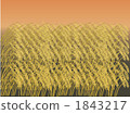 paddy, rice plant, ear of rice 1843217