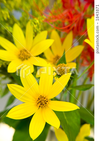 Chrysanthemum flower is the main 1843871