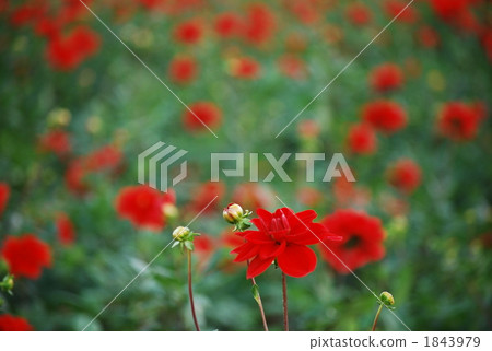  Flower field Dalia Fall 1843979