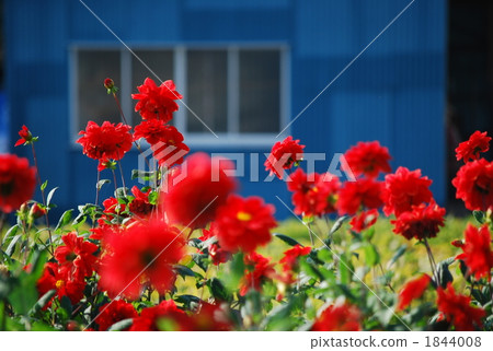 花田達利亞秋天 花田達利亞秋天 1844008