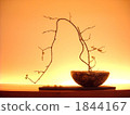 bonsai, botanic, botanical 1844167